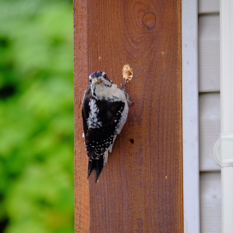 Woodpecker Hole Repair Cost — Cost of Woodpecker Hole Repair