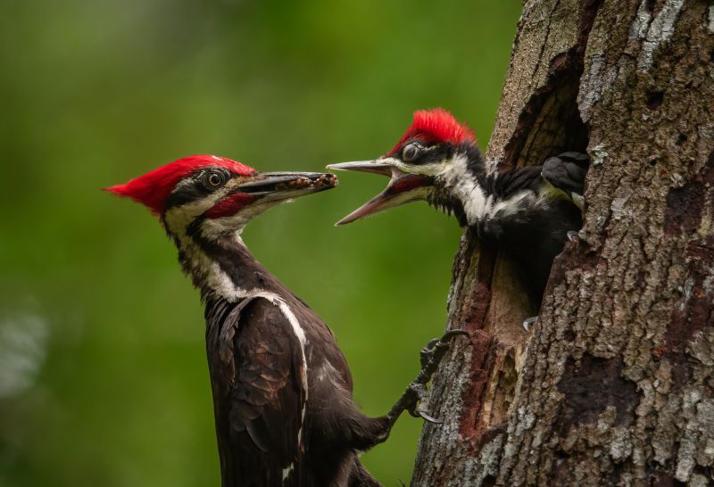 Woodpecker Hole Repair Cost — Cost of Woodpecker Hole Repair