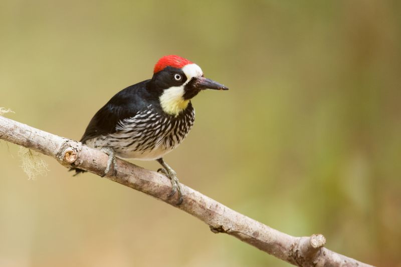 Deters future woodpecker activity.